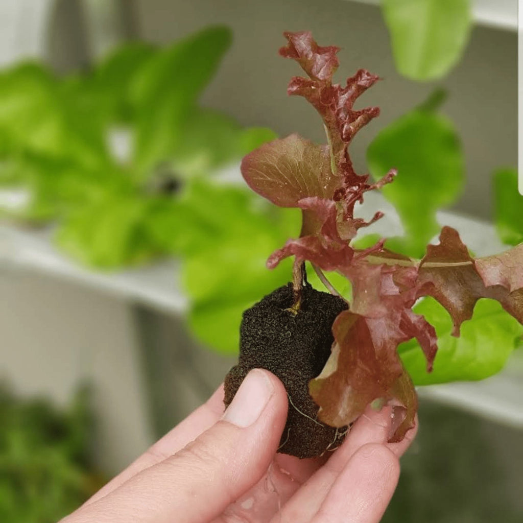 Hydroponic Grow Cubes - Planting Organics