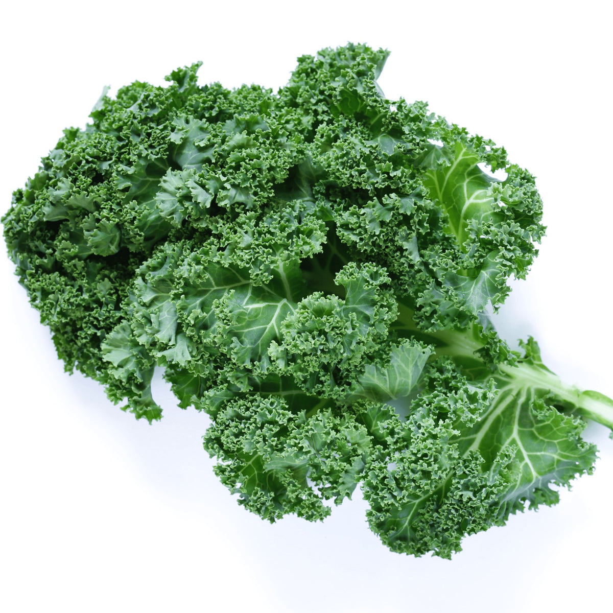 Kale Heirloom Seeds (Vates Blue Scotch Curled) - Planting Organics