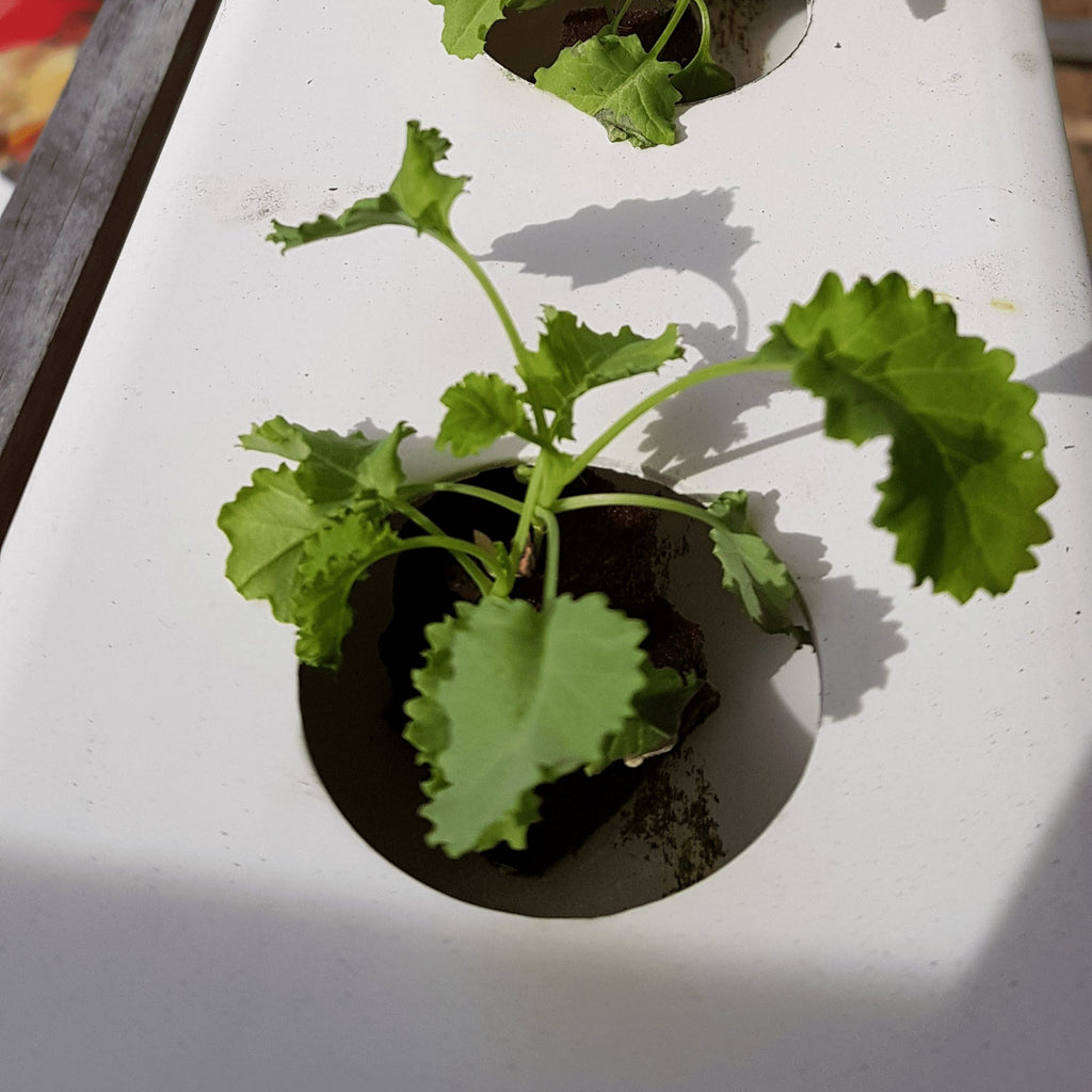 Kale Heirloom Seeds (Vates Blue Scotch Curled) - Planting Organics