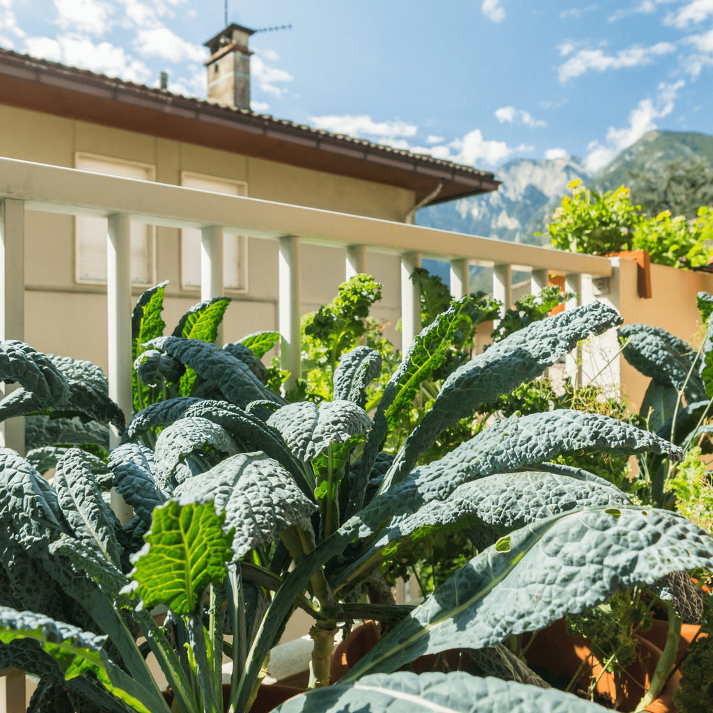 Kale Nero Di Toscana (Black Cabbage) Heirloom Seeds - Planting Organics