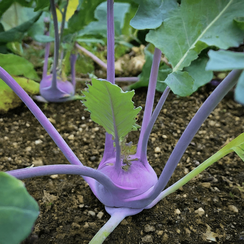 Kohl Rabi Purple Vienna - Planting Organics