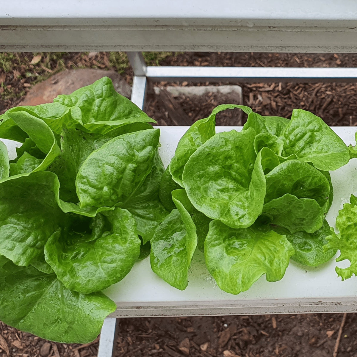 Lettuce Butterhead Buttercrunch Heirloom Seeds 1g - Planting Organics