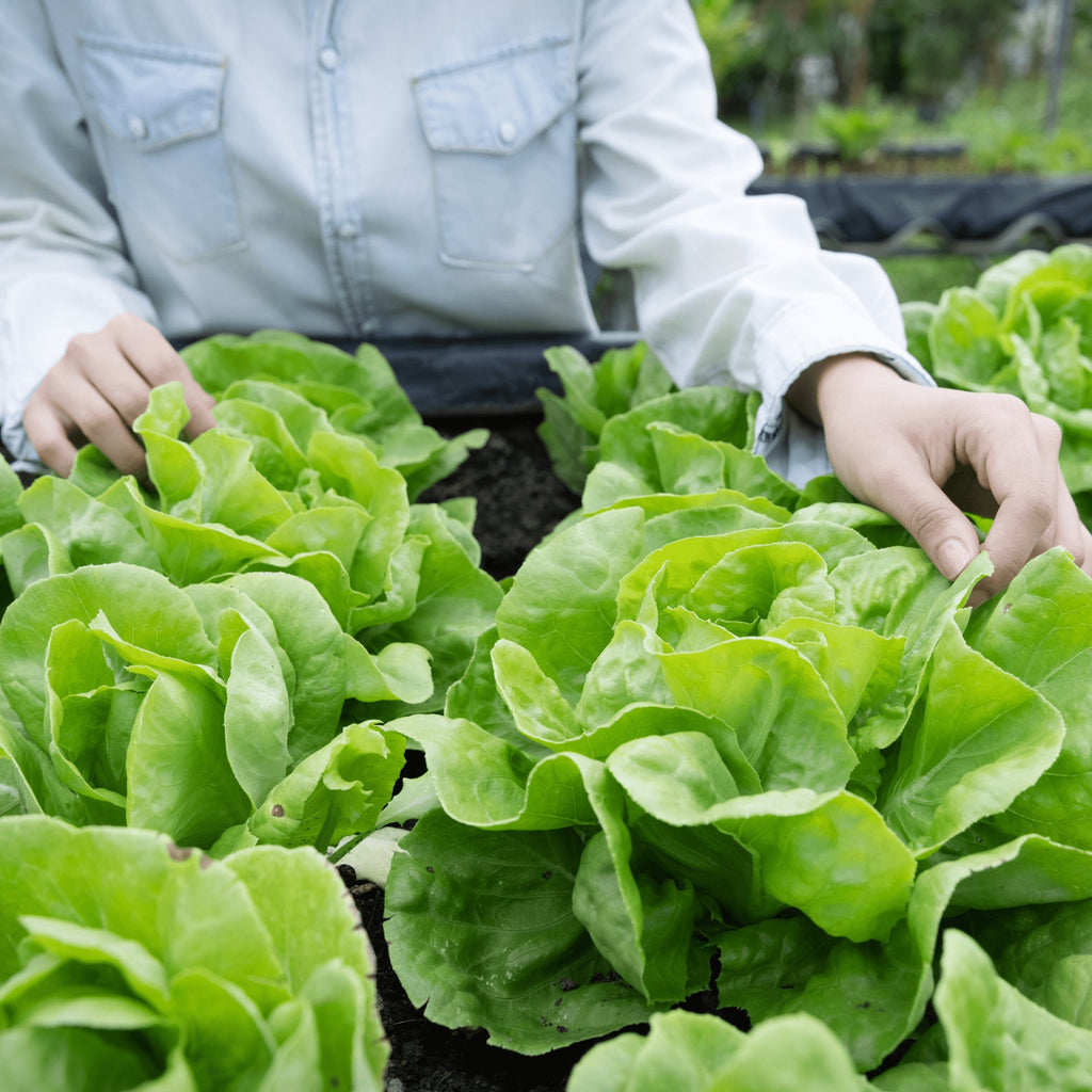 Lettuce Butterhead Buttercrunch Heirloom Seeds 1g - Planting Organics