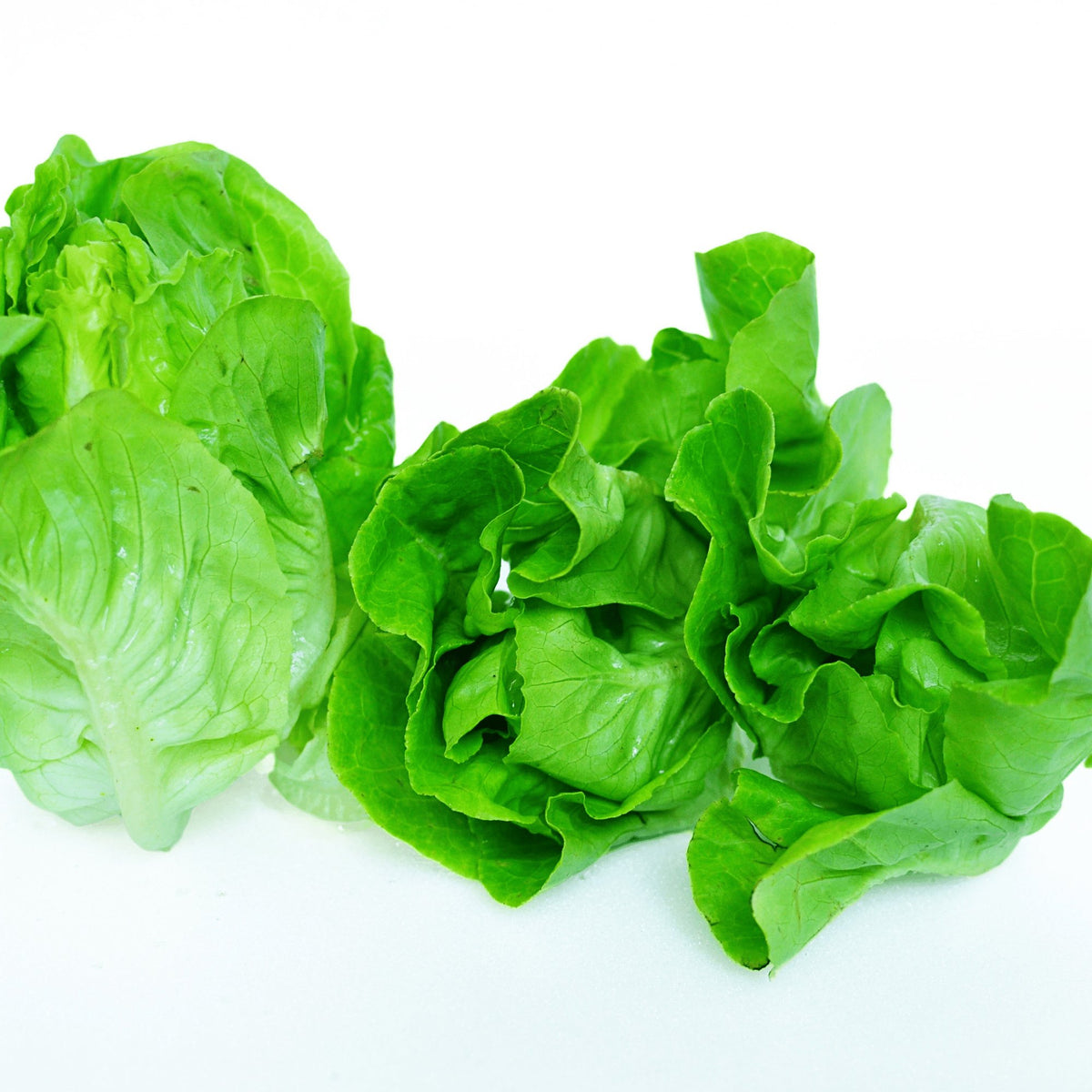 Lettuce Butterhead Buttercrunch Heirloom Seeds 1g - Planting Organics