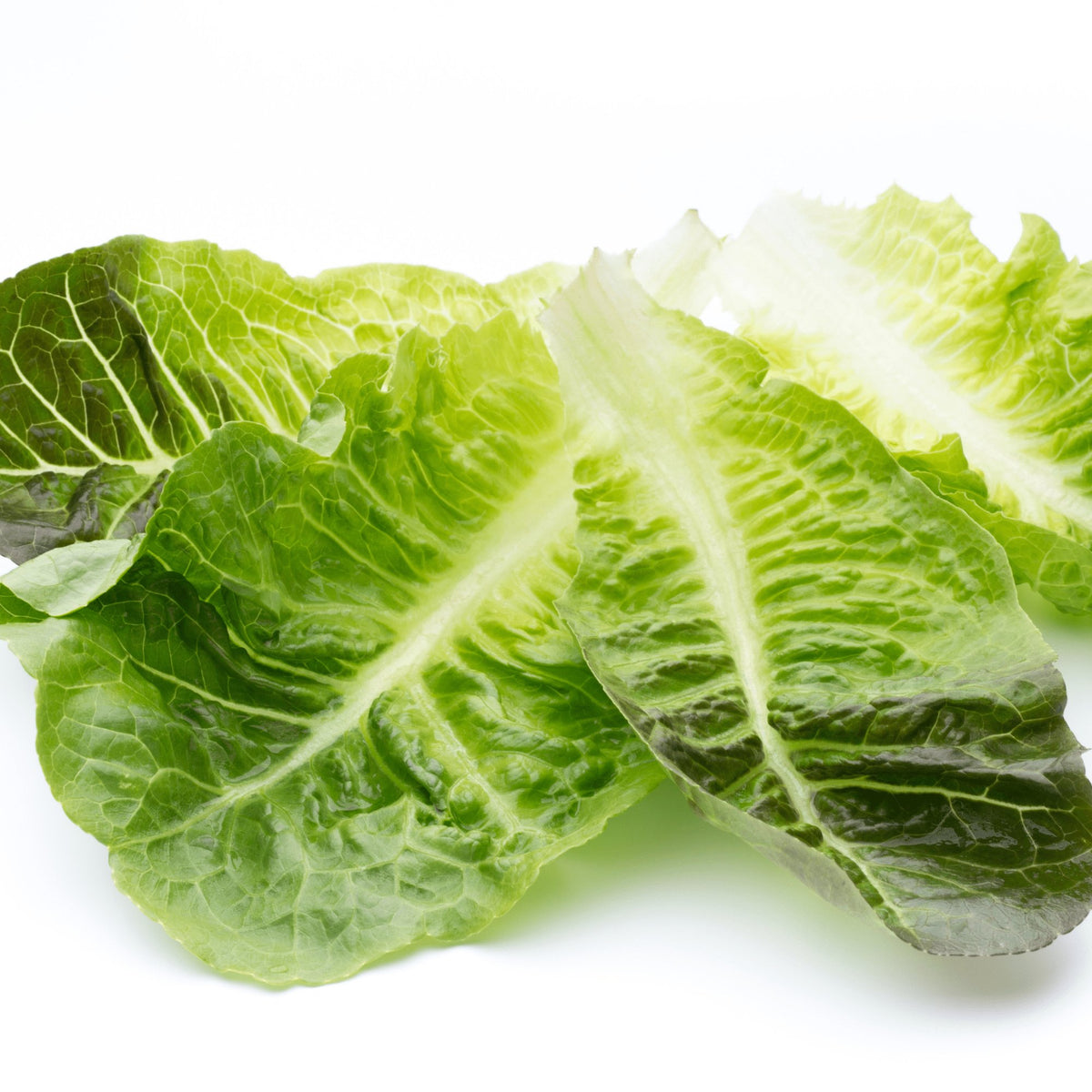 Lettuce Cos Parris Island Heirloom Seeds - Planting Organics