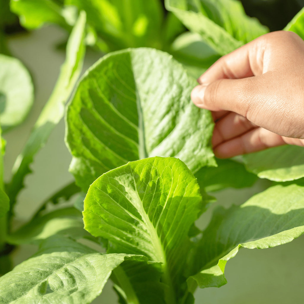 Lettuce Cos Parris Island Heirloom Seeds - Planting Organics