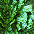 Lettuce Cos Parris Island Heirloom Seeds - Planting Organics