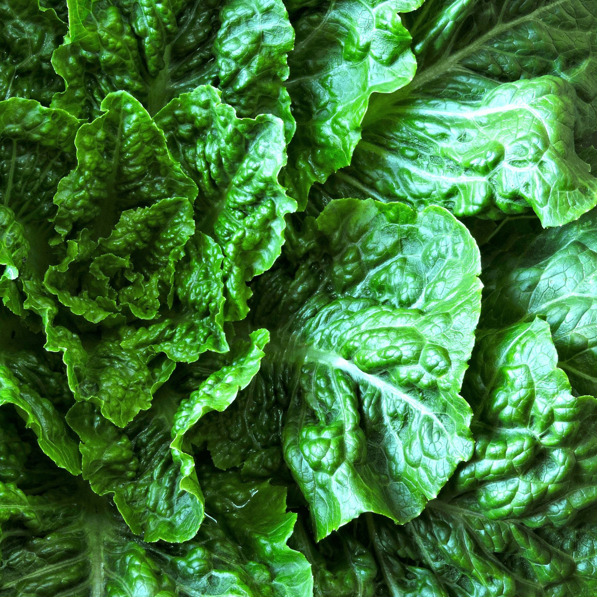 Lettuce Cos Parris Island Heirloom Seeds - Planting Organics