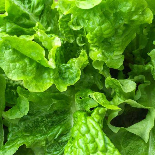 Lettuce Green Salad Bowl Green Heirloom Seeds 1g - Planting Organics