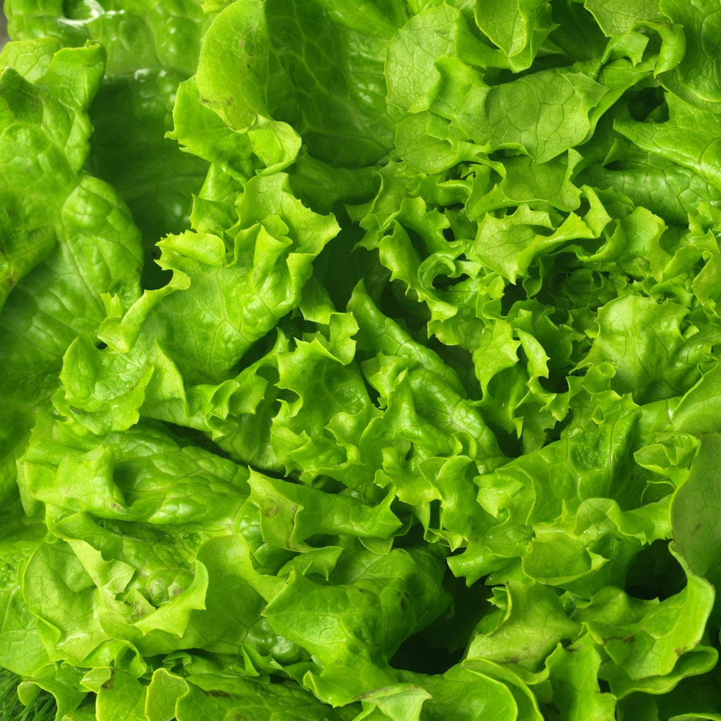 Lettuce Green Salad Bowl Green Heirloom Seeds 1g - Planting Organics