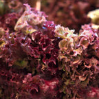 Lettuce Salad Bowl Red Heirloom Seeds 1g - Planting Organics