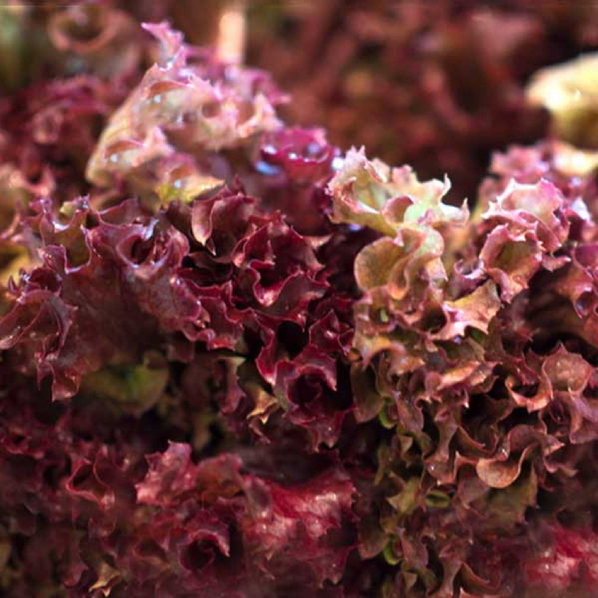 Lettuce Salad Bowl Red Heirloom Seeds 1g - Planting Organics