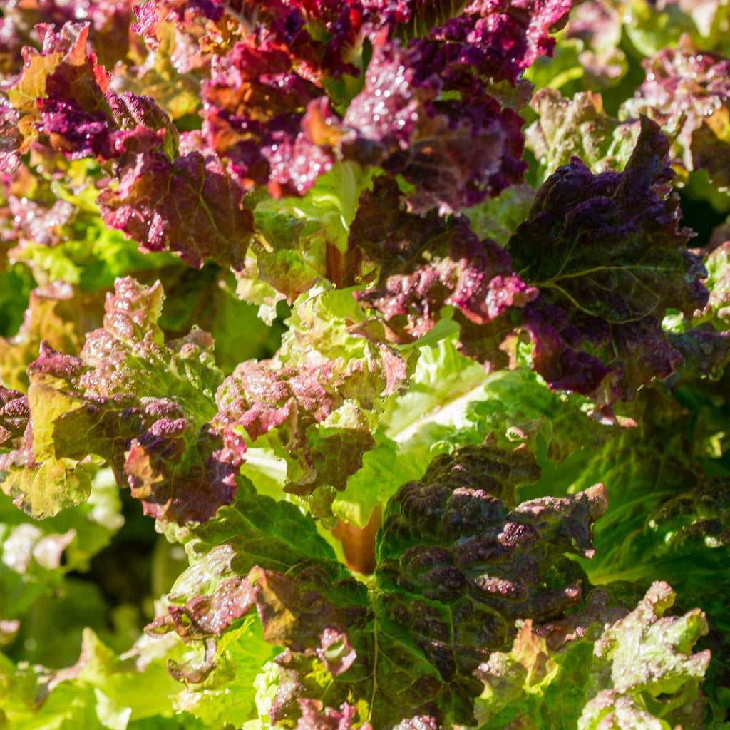 Lettuce Salad Bowl Red Heirloom Seeds 1g - Planting Organics