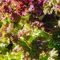 Lettuce Salad Bowl Red Heirloom Seeds 1g - Planting Organics
