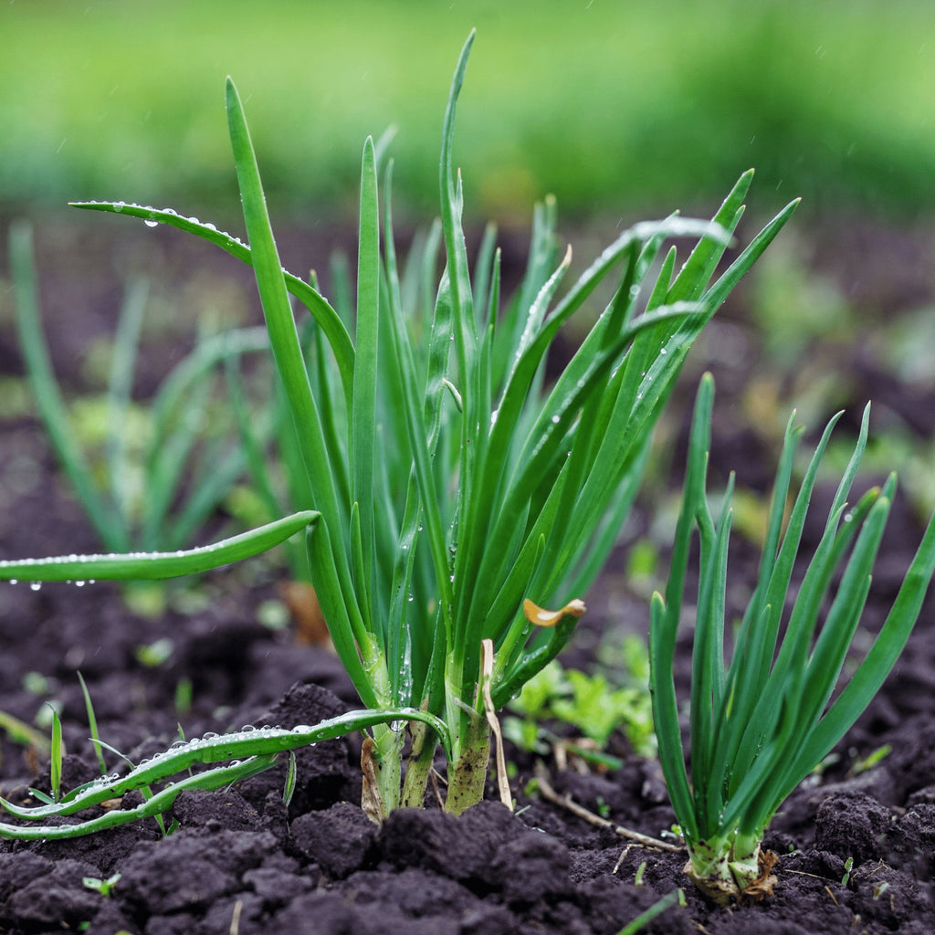 Onion Chives Herb Heirloom Seeds - Planting Organics