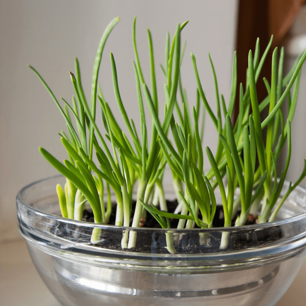 Onion Chives Herb Heirloom Seeds - Planting Organics