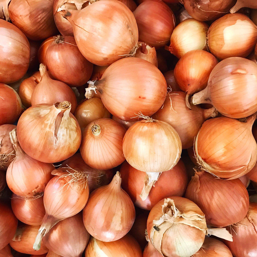 Onion Gladalan Brown Heirloom Seeds - Planting Organics