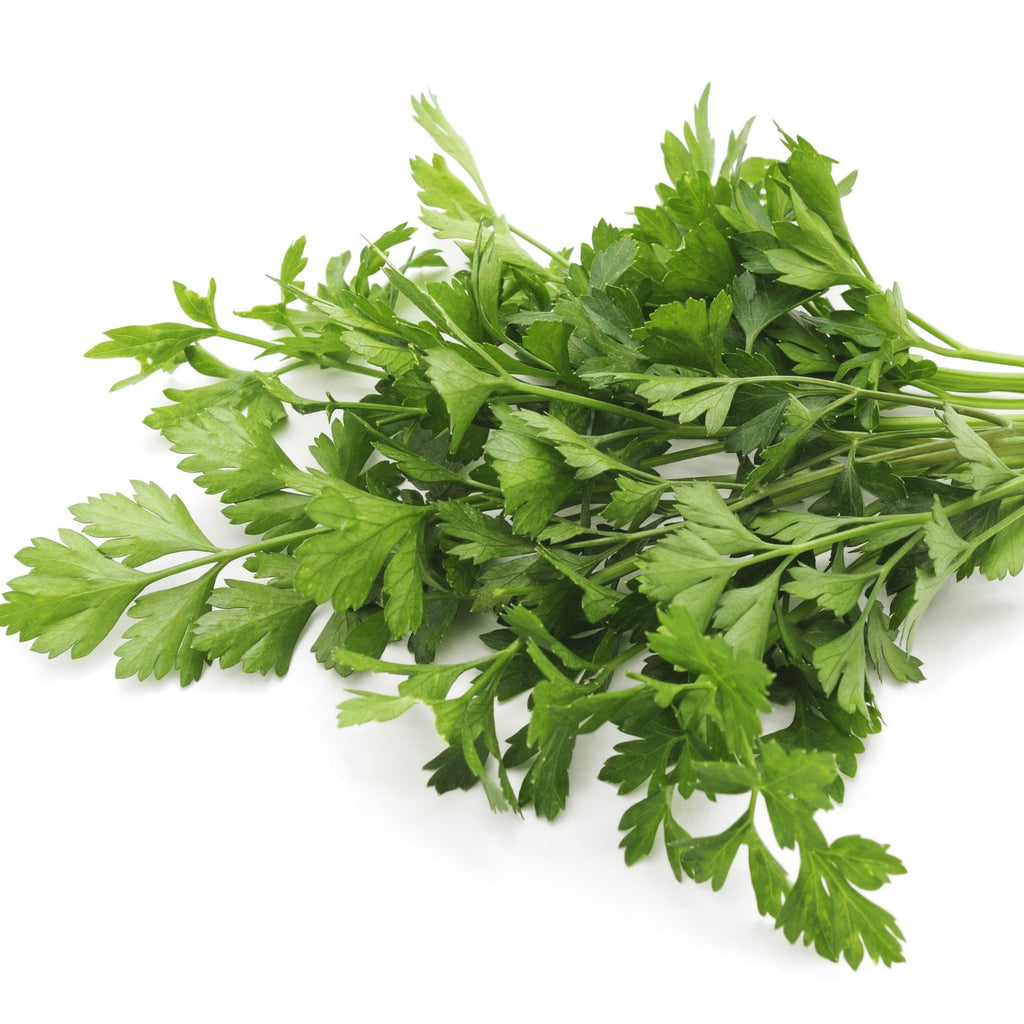 Parsley Italian Giant Flat Leaf Herb Heirloom Seeds - Planting Organics