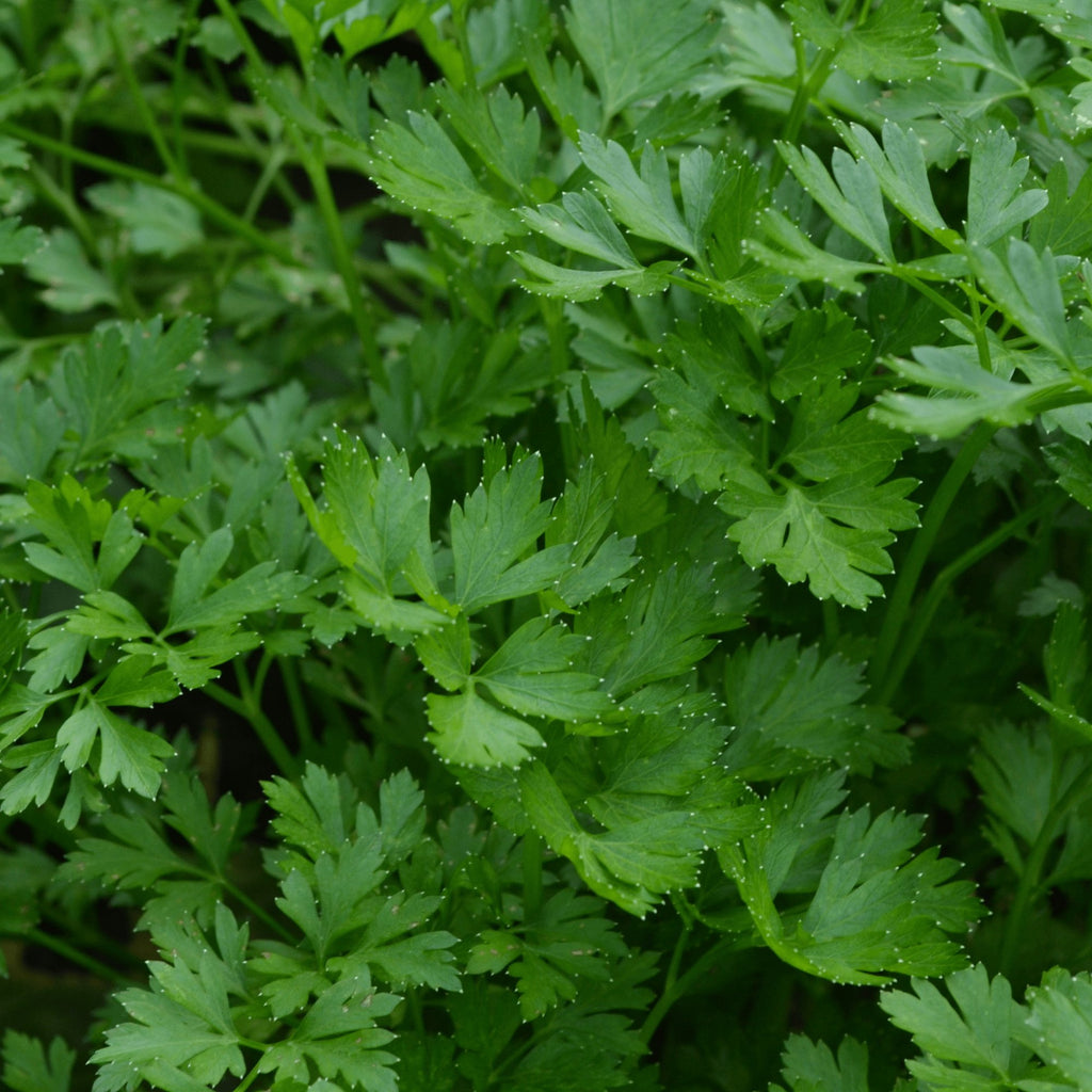 Parsley Italian Giant Flat Leaf Herb Heirloom Seeds - Planting Organics