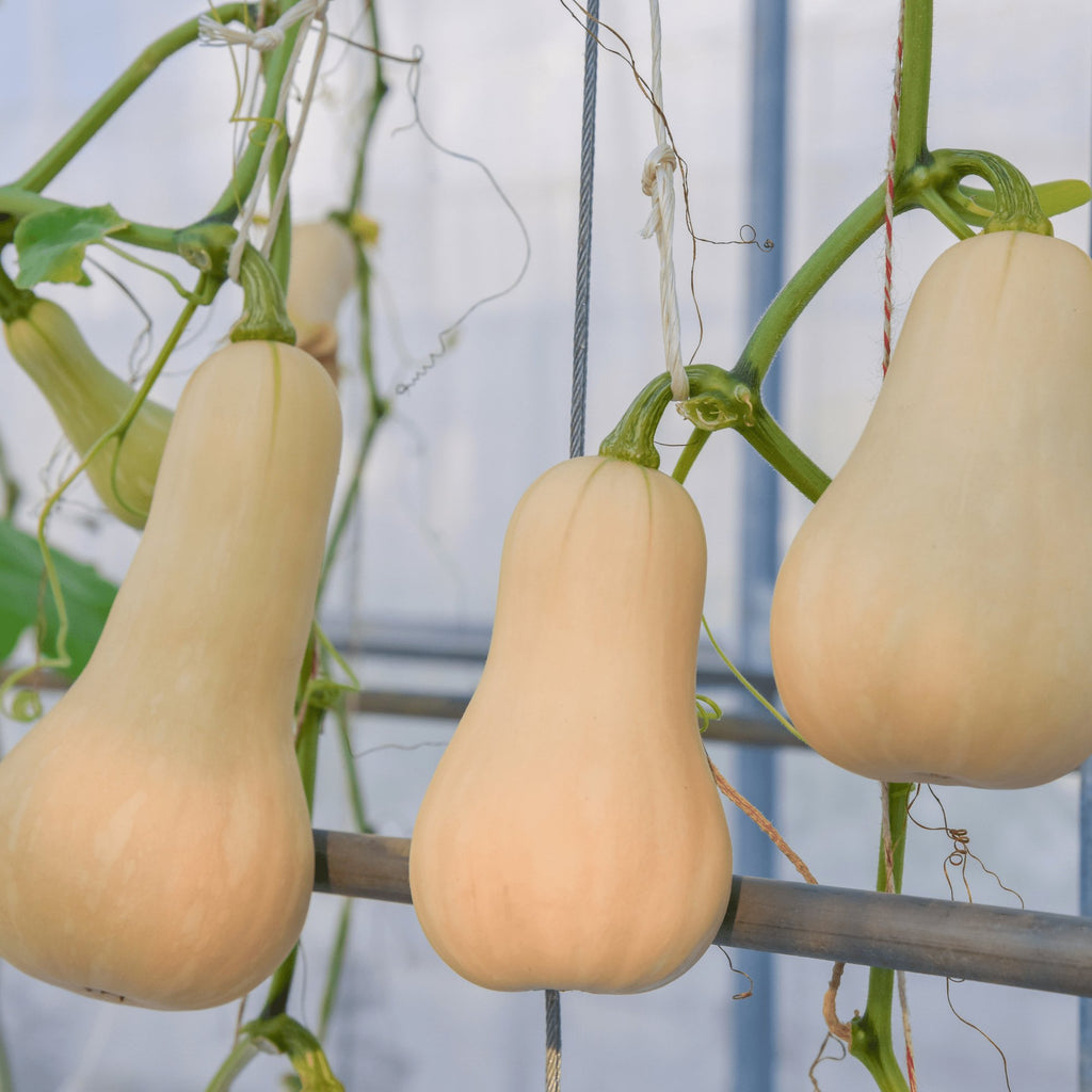 Pumpkin Butternut Heirloom Seeds 1g - Planting Organics