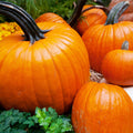 Pumpkin Golden Nugget Heirloom Seeds - Planting Organics