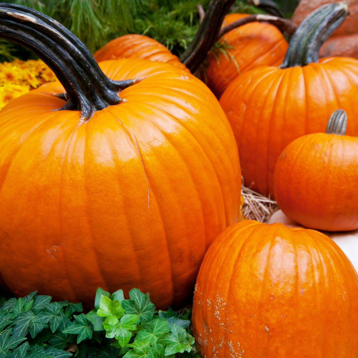 Pumpkin Golden Nugget Heirloom Seeds - Planting Organics
