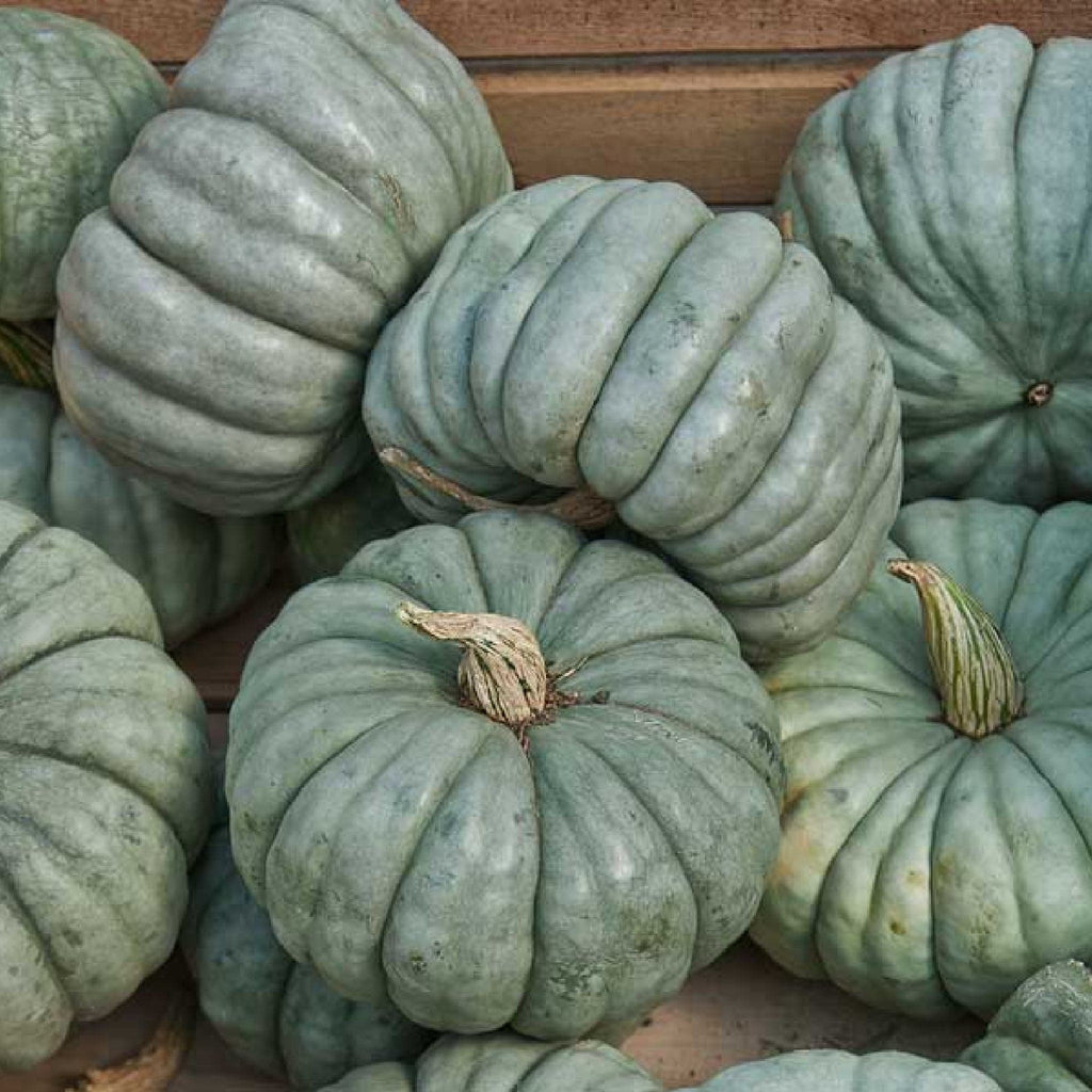 Pumpkin Queensland Blue Heirloom Seeds 2g - Planting Organics