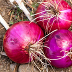 Red Onion Burgundy Heirloom Seeds - Planting Organics