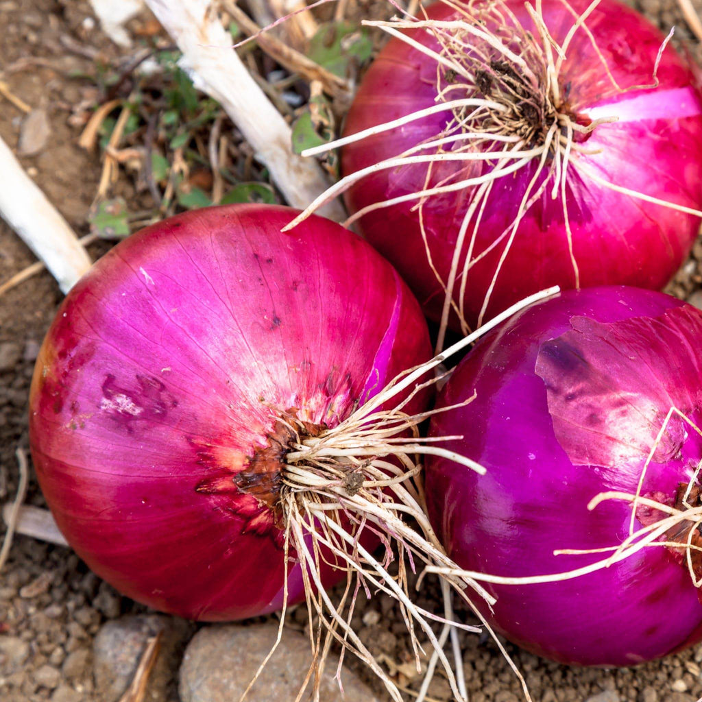 Red Onion Burgundy Heirloom Seeds - Planting Organics