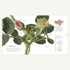 The Science of Plants illustrated spread explaining rose bud defences