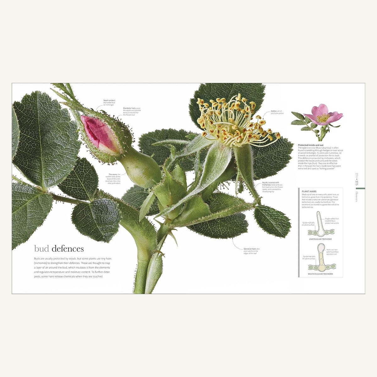 The Science of Plants illustrated spread explaining rose bud defences