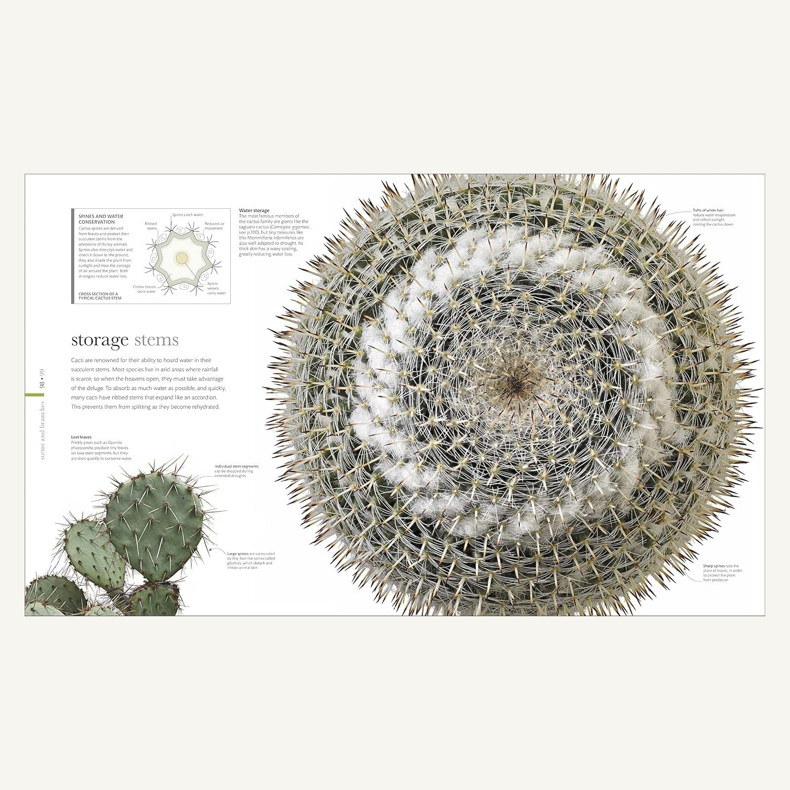 The Science of Plants botanical spread explaining cactus water storage stems