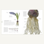 The Science of Plants illustrated spread explaining contractile roots and bulbs