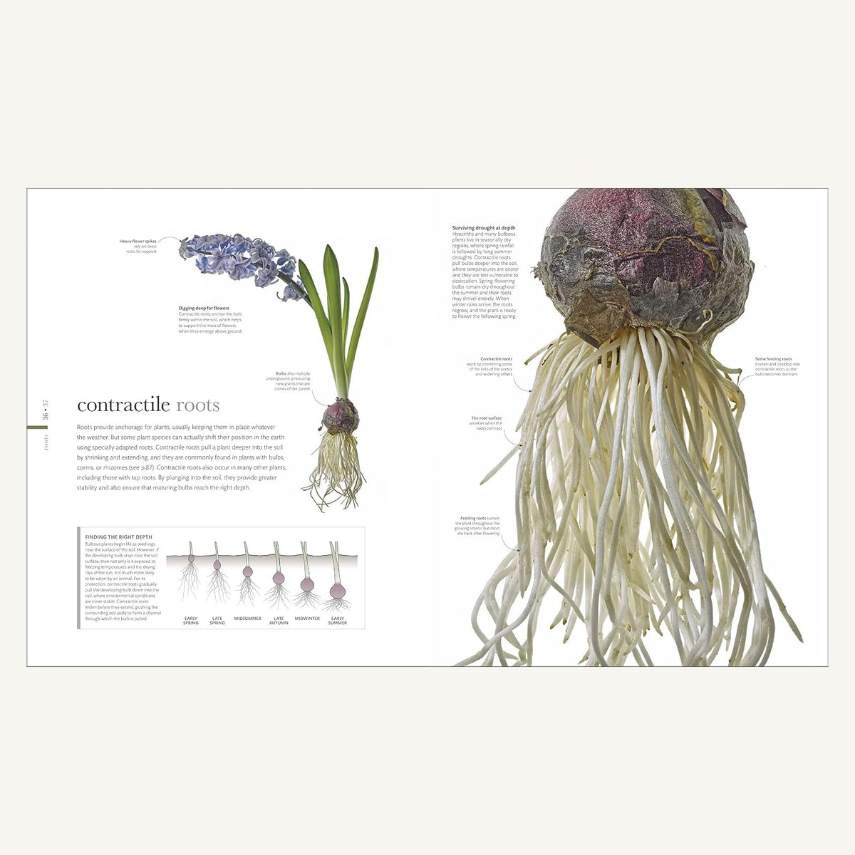 The Science of Plants illustrated spread explaining contractile roots and bulbs