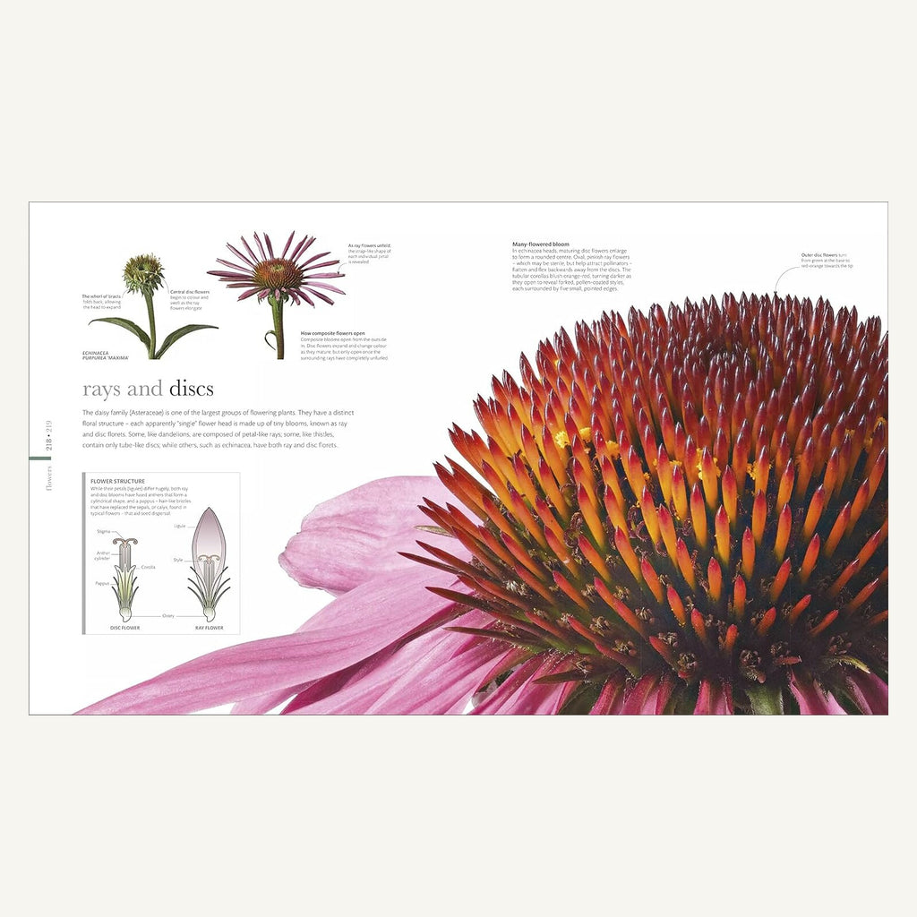 The Science of Plants close-up echinacea flower structure spread