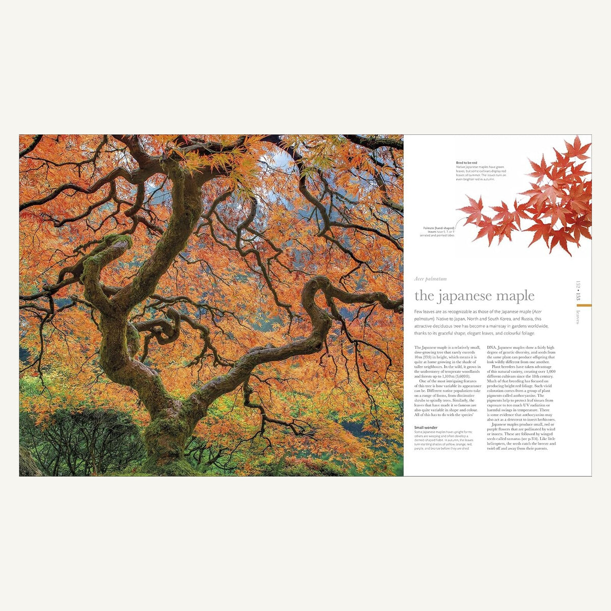 The Science of Plants Japanese maple photography and botany spread