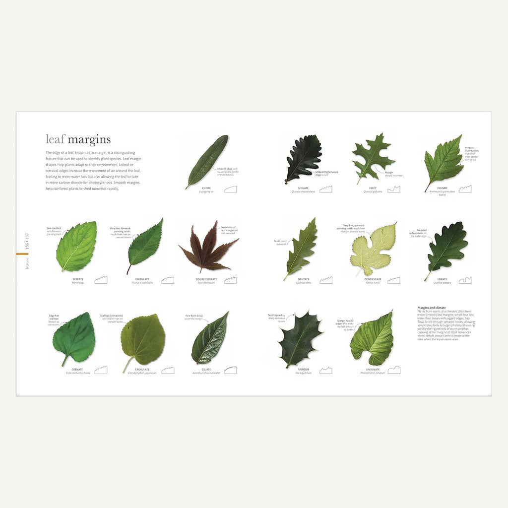 The Science of Plants illustrated botanical guide to leaf margins