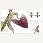 The Science of Plants orchid flower pollination photography spread