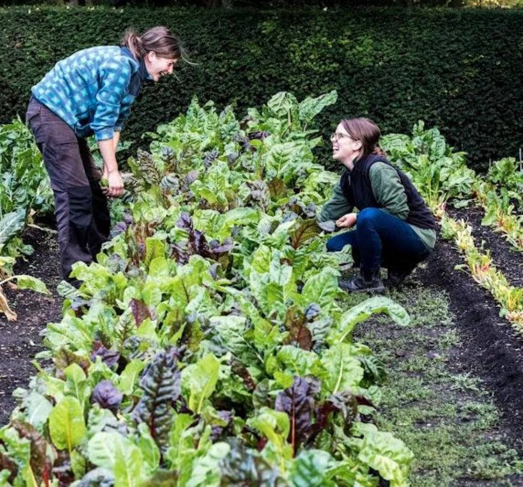 Silverbeet Rainbow Chard Heirloom Seeds - Planting Organics