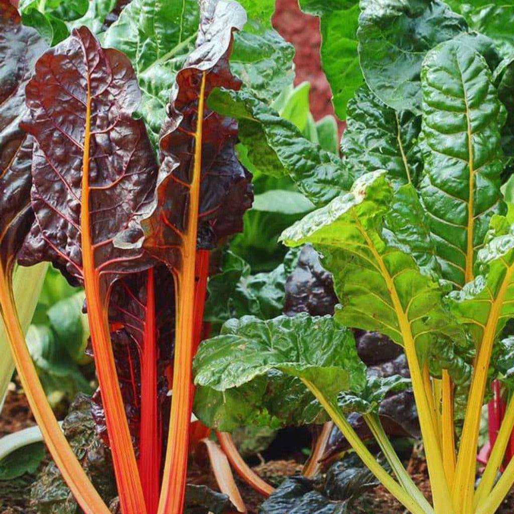 Silverbeet Rainbow Chard Heirloom Seeds - Planting Organics