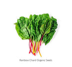 Silverbeet Rainbow Chard Heirloom Seeds - Planting Organics