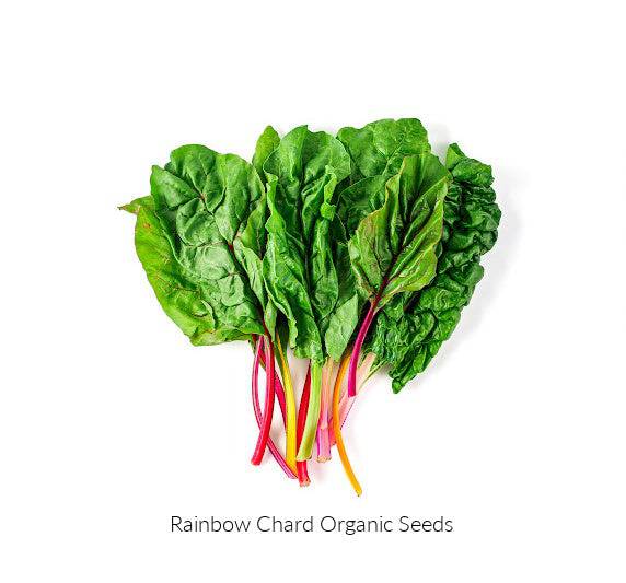 Silverbeet Rainbow Chard Heirloom Seeds - Planting Organics