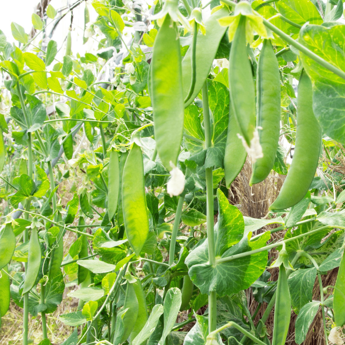 Snow Pea Dwarf Oregon Heirloom Seeds 3g - Planting Organics