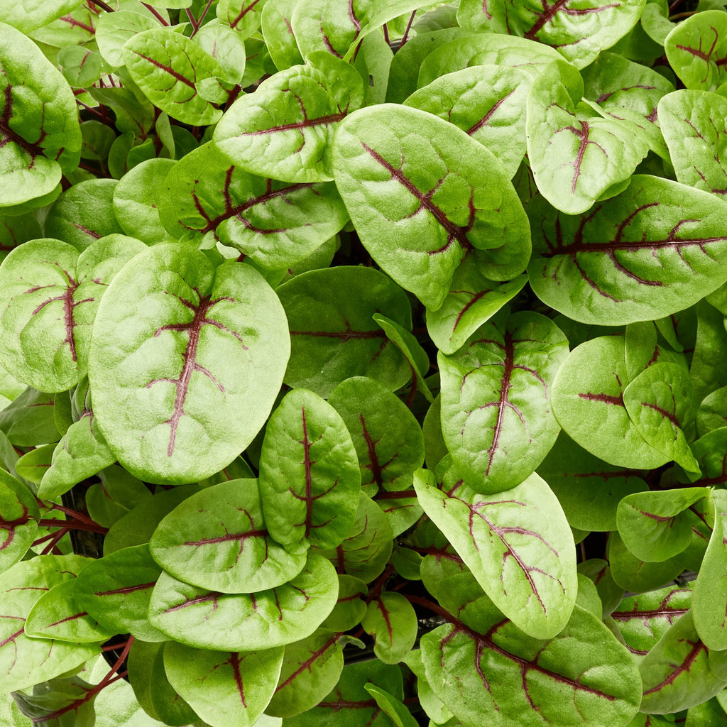 Sorrel (Red Vein) Heirloom Seeds - Planting Organics