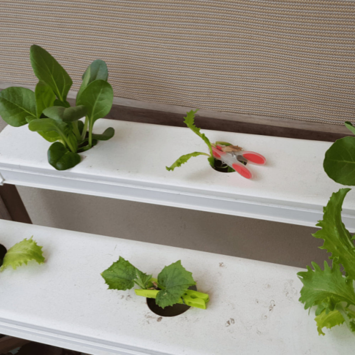 Spinach Baby Leaf Heirloom Seeds - Planting Organics