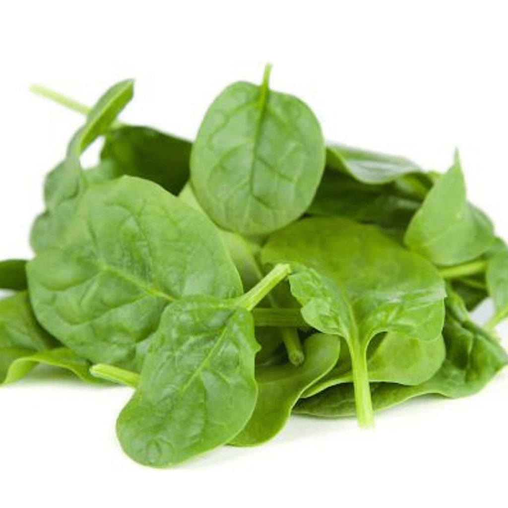 Spinach Baby Leaf Heirloom Seeds - Planting Organics