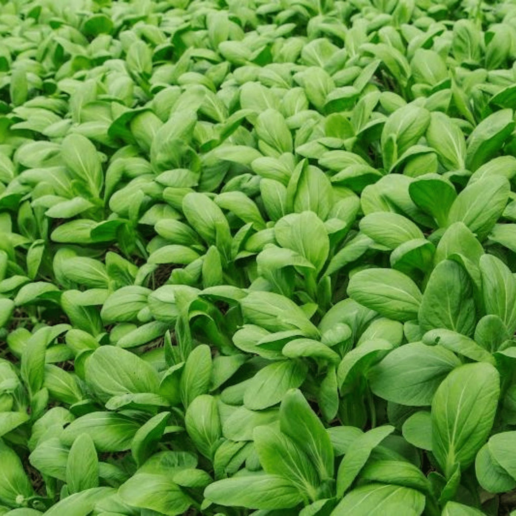Spinach Baby Leaf Heirloom Seeds - Planting Organics