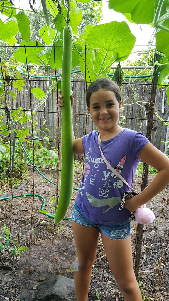 Squash Long Sicilian Cucuzza - Planting Organics