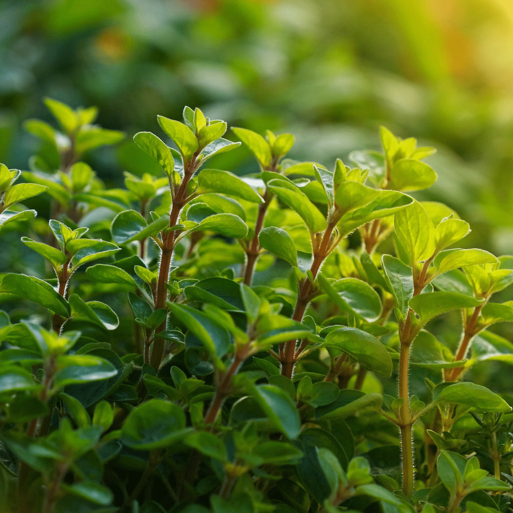 Sweet Marjoram Herb Heirloom Seeds - Planting Organics