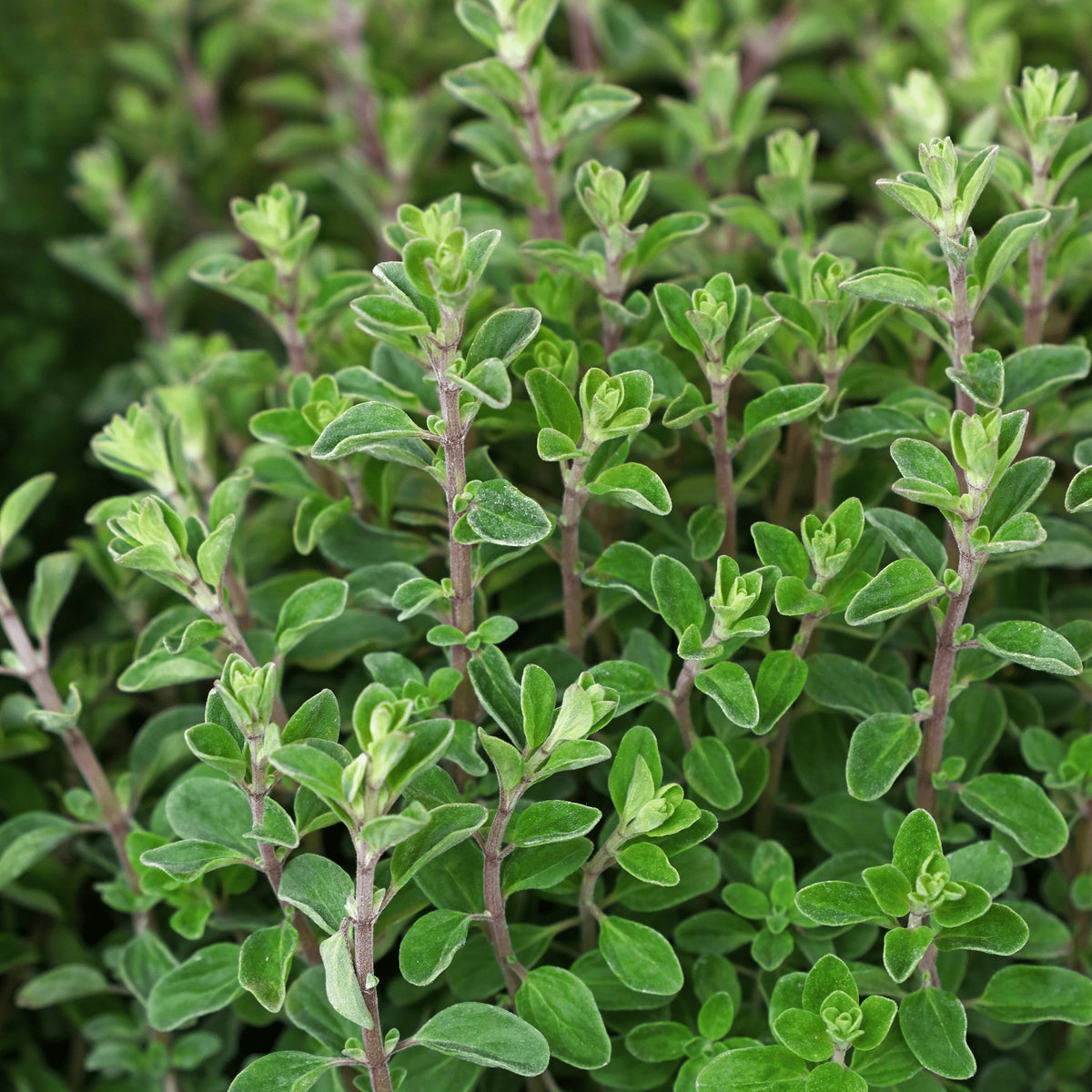Sweet Marjoram Herb Heirloom Seeds - Planting Organics